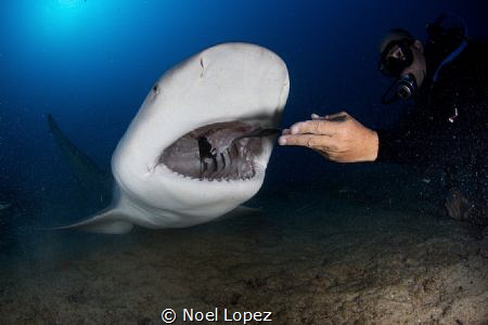 bull shark,canon 5D mark III, tokina lens 10-17mm at 15mm... by Noel Lopez 
