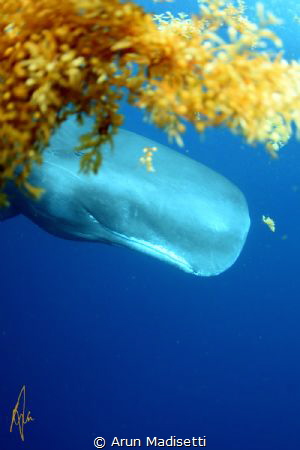 Sperm whale and sargassum (taken under permit) by Arun Madisetti 