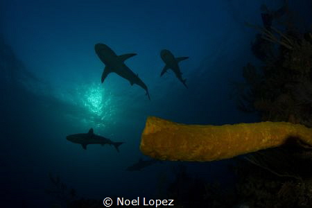 caribean reef sharks, canon 60D, TOKINA Lens 10-17mm at 1... by Noel Lopez 