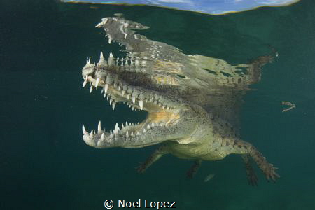 american crocodyle ,nikon D800E, tokina lens 10-17mm at 1... by Noel Lopez 