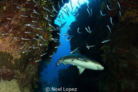 caribean reef shark, Canon 60D, tokina lens 10-17mm at 10... by Noel Lopez 