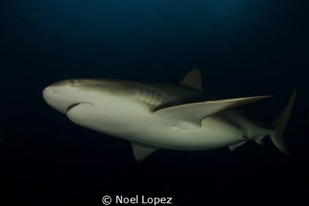 caribean reef shark, canon 60D,tokina lens 10-17mm at 10m... by Noel Lopez 