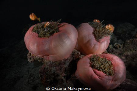 Anemone fishes (Amphiprion nigripes) symbiotic mutualisms... by Oksana Maksymova 