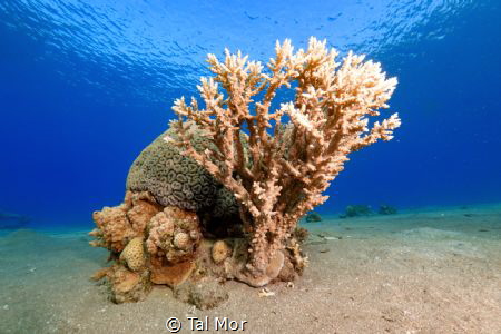 Coral Shot with a Sony RX100 VI and UWL-09 Lens by Tal Mor 