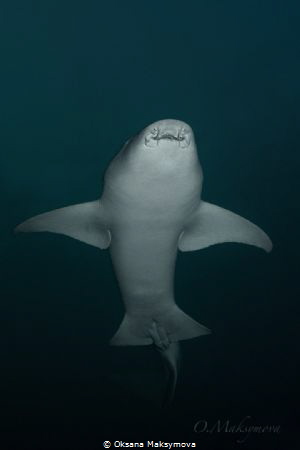 Nurse shark (Nebrius ferrugineus) by Oksana Maksymova 