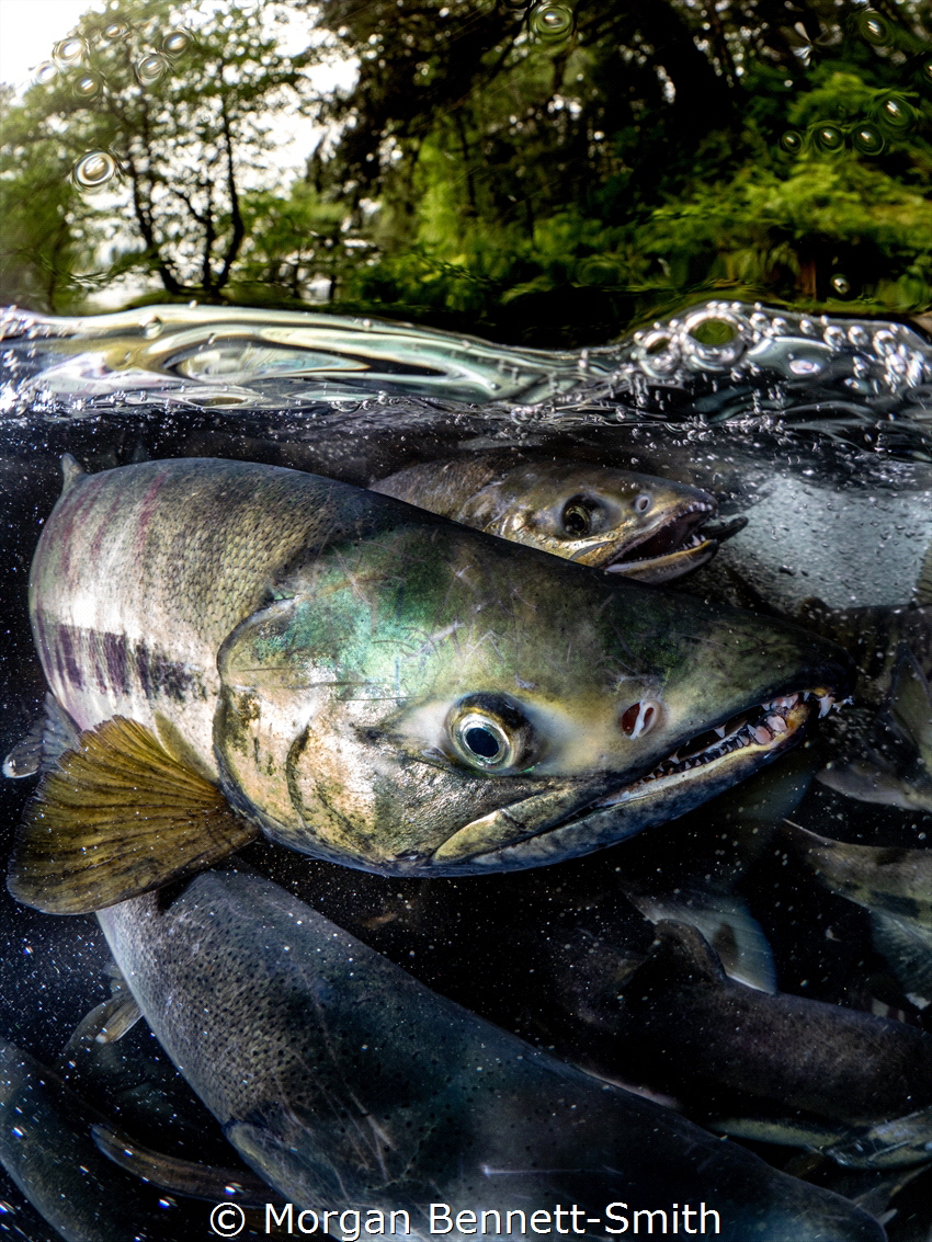 A Chum Salmon migrating to spawn in Juneau, Alaska! by Morgan Bennett-Smith 