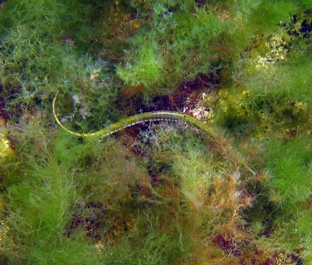 Pipefish at the Black Sea. At my second attempt to take a... by Andras Fekete 