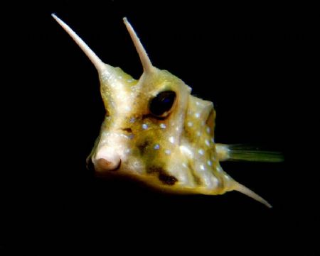 Lactoria Comuta - (cow fish??) Taken on a night dive @ Ba... by Doy Tan 