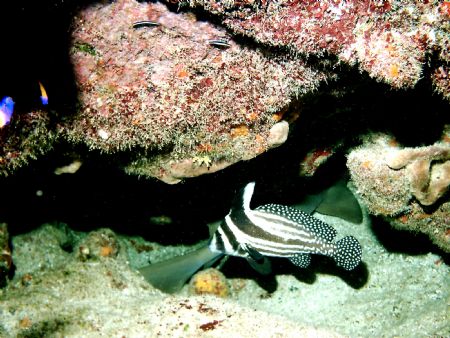 An elusive spotted drum found some security in the compan... by Peter Foulds 
