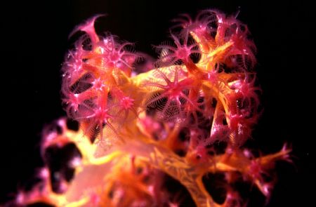 'POLYP STUDY' Soft coral with polyp close up. HOused Niko... by Rick Tegeler 