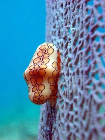 Flamingo Tongue taken with a pentax near by Hepp's Pipeli... by Carlos Valenzuela 