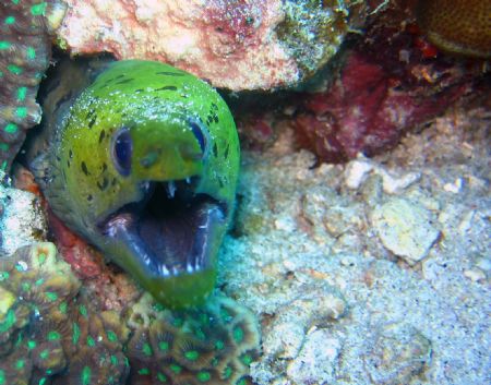 Fimbriated Moray Eel, Southern Leyte, Philippines. Taken ... by Katie Dann 