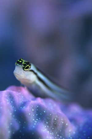 Arty Goby by Richard Smith 
