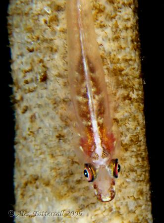 Shiny guts whip goby ... can't believe it stayed still lo... by Alex Tattersall 