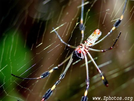 Golden silk spider hangs out near marshes. Their web is s... by Zaid Fadul 