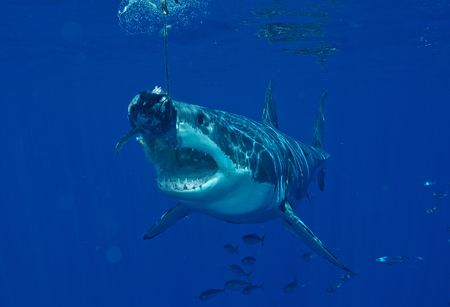 great white not fast enough by Trevor Smith 