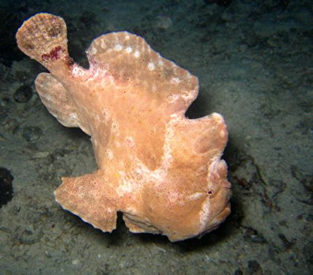 Frog Fish, Southern Leyte, Philippines. Taken at night wi... by Katie Dann 