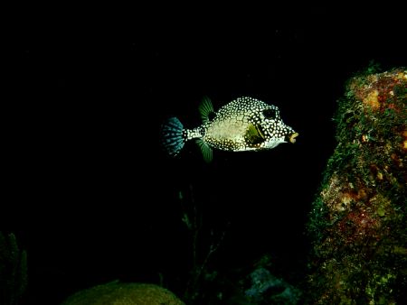 "All dressed up for a night out on the reef"! A beautiful... by Peter Foulds 