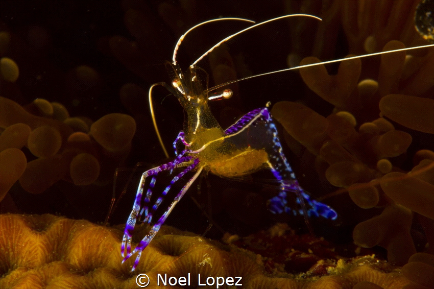 pederson shrimp,canon 60D ,canon lens 60mm,seacam housing... by Noel Lopez 
