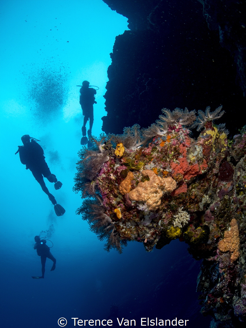 Taken in November 2019 off of Munda, Solomon Islands with... by Terence Van Elslander 