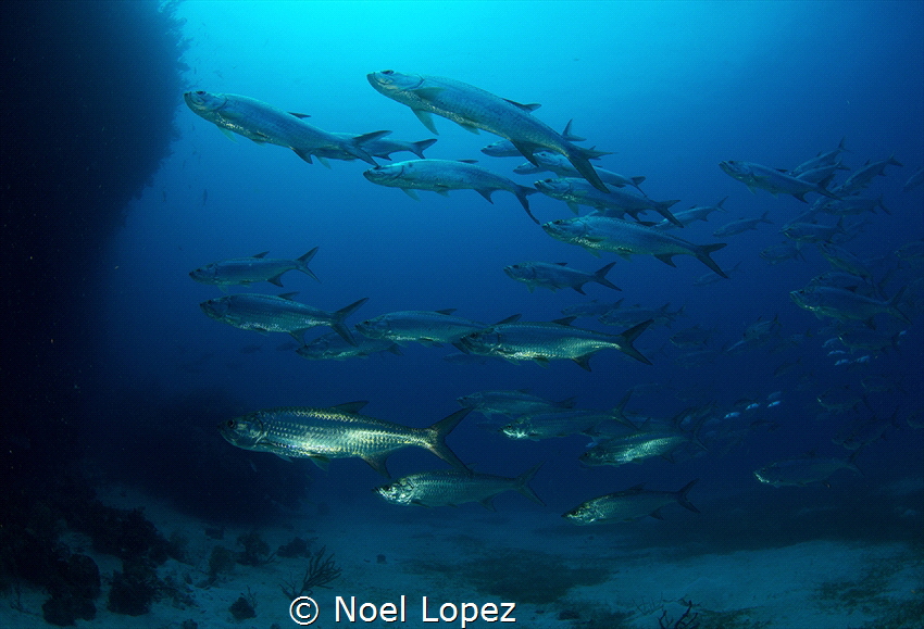 school of tarpons, canon 60D , tokina lens 10-17mm at 10m... by Noel Lopez 
