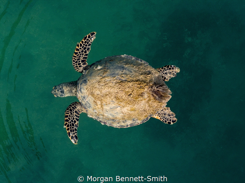 Sea Turtle in the Red Sea by Morgan Bennett-Smith 