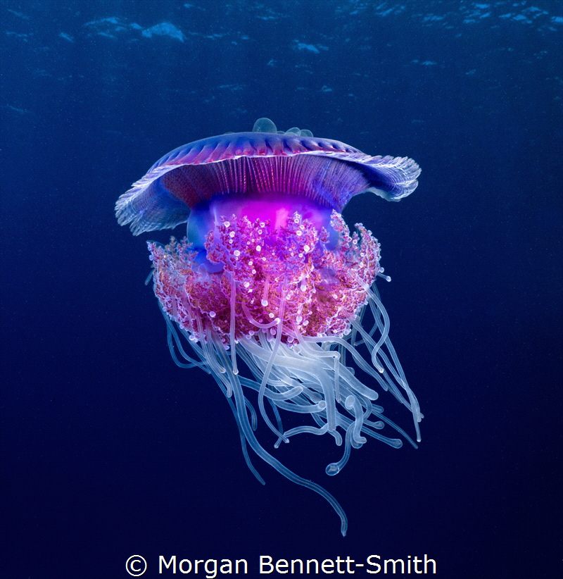 Cauliflower Jellyfish in Yanbu, Saudi Arabia. by Morgan Bennett-Smith 