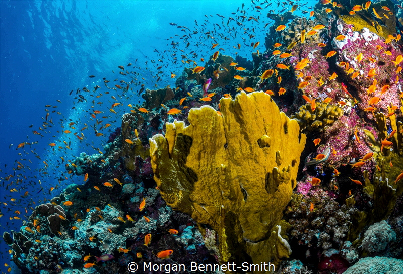 Reef scene near Thuwal, Saudi Arabia. by Morgan Bennett-Smith 
