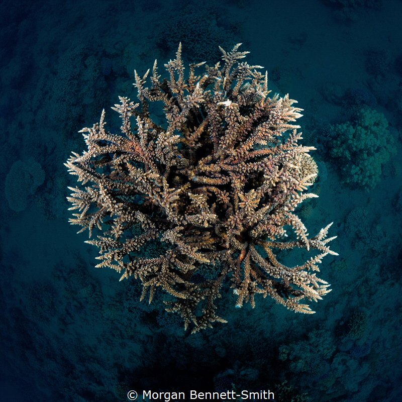 A coral head in the Red Sea. by Morgan Bennett-Smith 