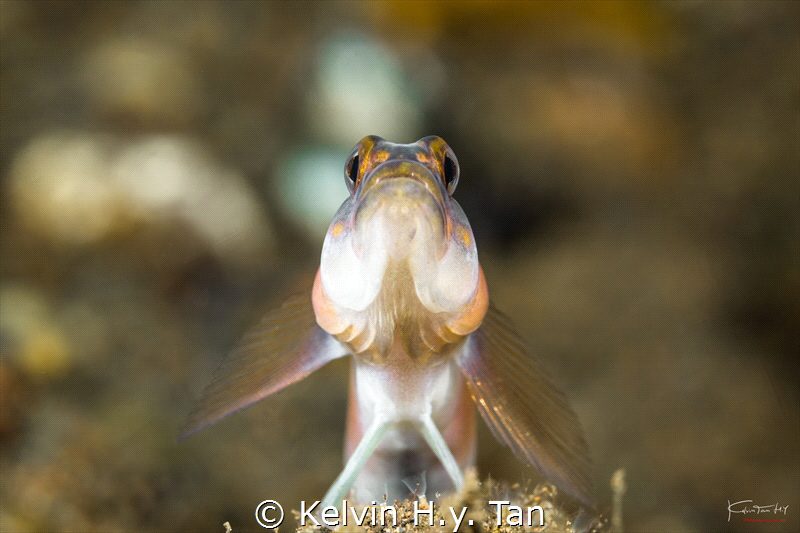 Photo of a shrimp goby by Kelvin H.y. Tan 