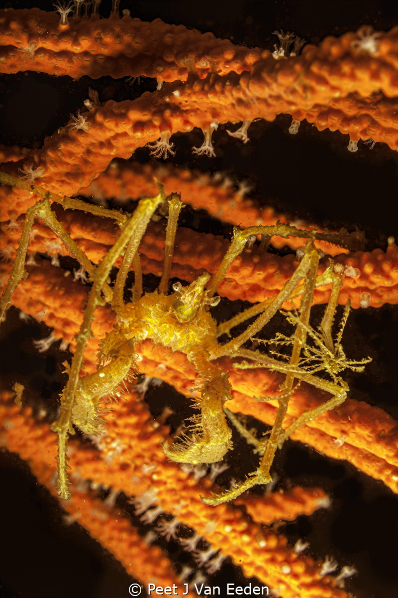 Long legged spider crab. It is one of two spider crabs en... by Peet J Van Eeden 