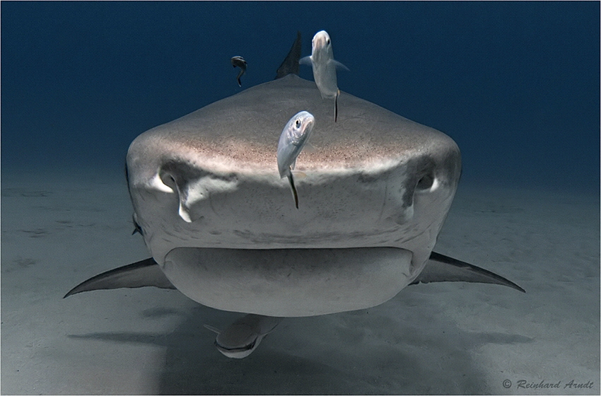 Face to face with the tiger
Tiger Shark (Galeocerdo cuvi... by Reinhard Arndt 