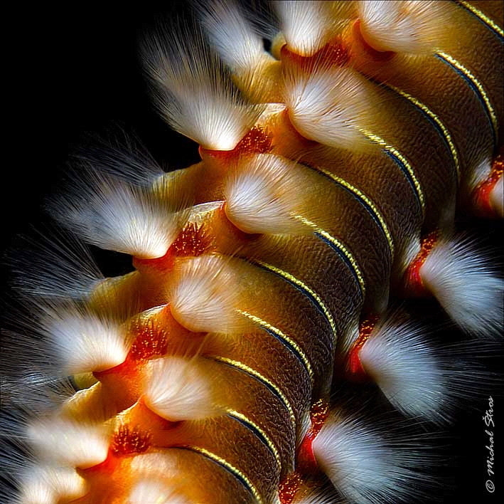 Bearded fireworm (Hermodice carunculata)
...
Taken by C... by Michal Štros 