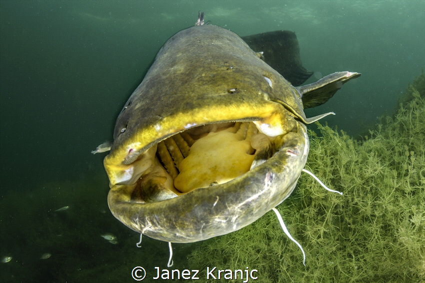Catfish in Ada Ciganlija lake. I made it this spring with... by Janez Kranjc 