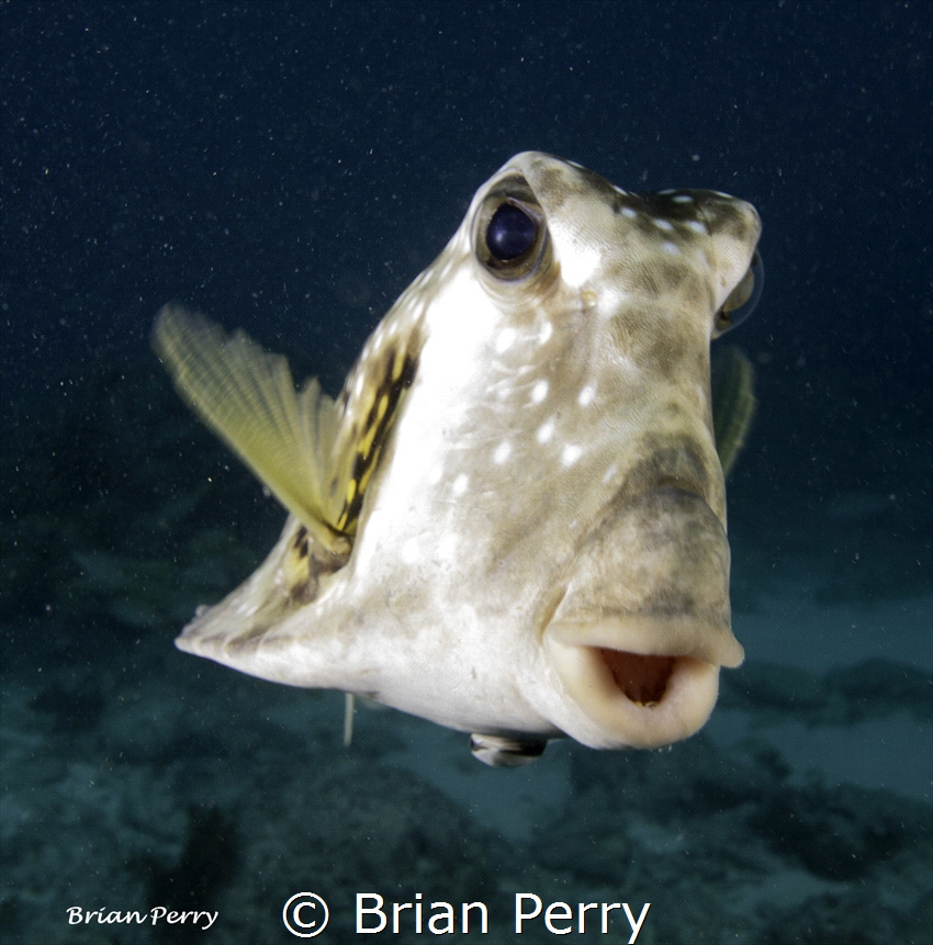 Scrawled Cowfish, Key Largo, Florida by Brian Perry 