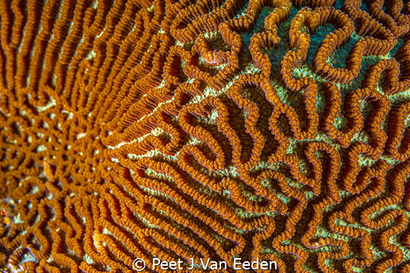 The Brainy Coral

The pattern of the coral resembles th... by Peet J Van Eeden 