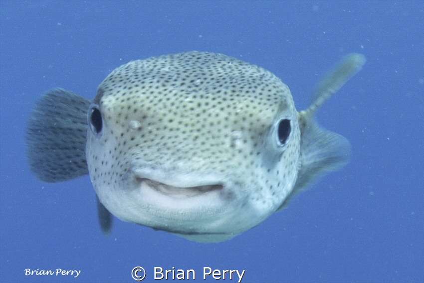 Porcupine fish, Key Largo, Florida by Brian Perry 