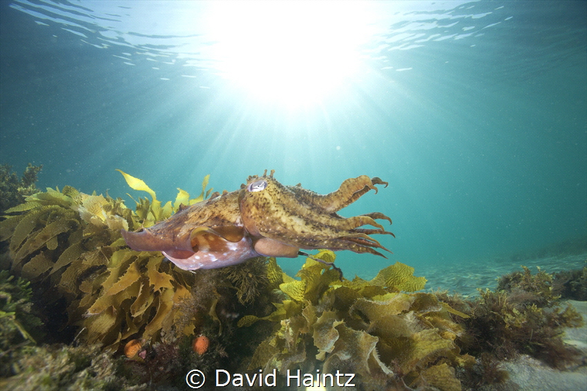 Cuttlefish swimming through the water with a sun burst at... by David Haintz 