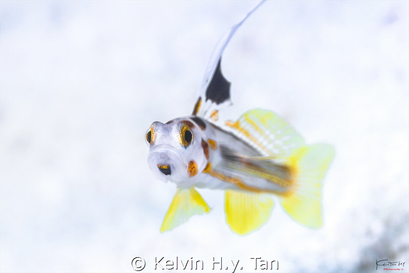 Yasha goby, common in/ near japan but not elsewhere by Kelvin H.y. Tan 