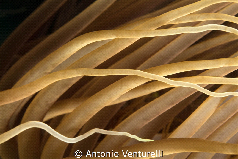 Cerianthus membranaceus_Scilla_2021
(Canon60mm,t1/200,f/... by Antonio Venturelli 
