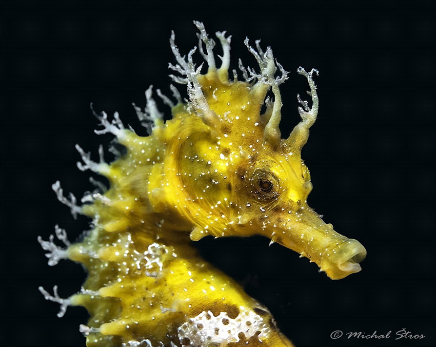 Long-snouted seahorse (Hippocampus guttulatus) by Michal Štros 