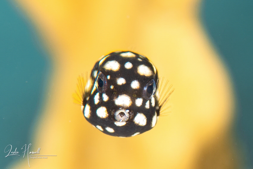 This juvenile Trunkfish was about the size of a pea.  It ... by Leslie Howell 