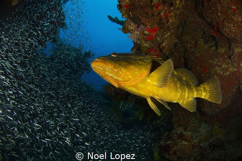 nassau grouper and silver side fish,canon 60D ,tokina len... by Noel Lopez 