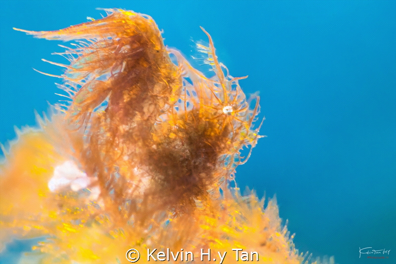 Hairy shrimp by Kelvin H.y Tan 