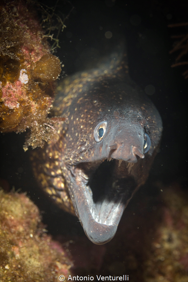 A mediterranean moray opens its mouth wide to breathe and... by Antonio Venturelli 