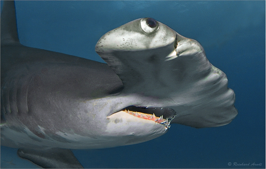 Great hammerhead shark (Sphyrna mokarran), Tiger Beach, B... by Reinhard Arndt 