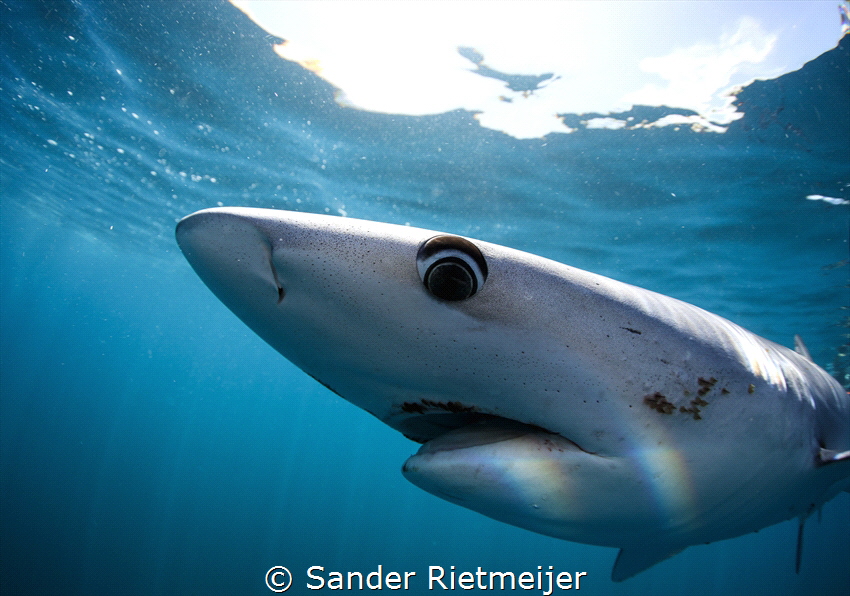 Majestic Blue Shark in the late afternoon. by Sander Rietmeijer 