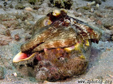 This octopus was in the process of eating this queen conc... by Zaid Fadul 