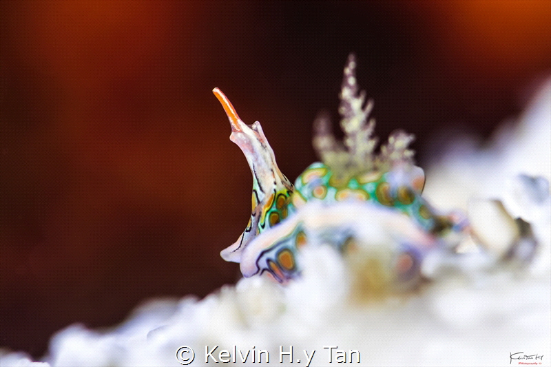 Psychedelic batwing slug by Kelvin H.y Tan 