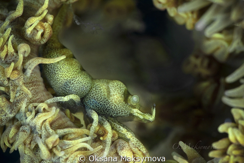 Anker’s Whip Coral Shrimp (Pontonides ankeri) by Oksana Maksymova 